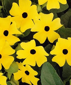 Kara Gözlü Suzan Çiçeği Tohumu - Sarı Renkli ( 5 Tohum )