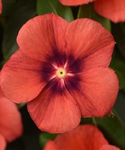 Rozet Çiçeği Tohumu Tattoo Serisi - Kırmızı Siyah Renkli ( 5 Tohum )