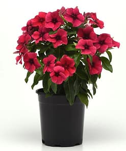 Rozet Çiçeği Tohumu Tattoo Serisi - Siyah Mor Renkli ( 5 Tohum )