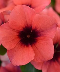 Rozet Çiçeği Tohumu Tattoo Serisi - Turuncu Siyah Renkli ( 5 Tohum )