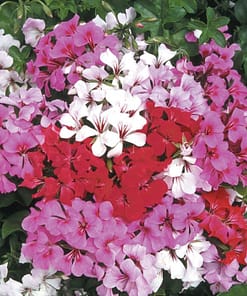 Sakız Sardunya Tohumu - Karışık Renkli ( 5 Tohum )