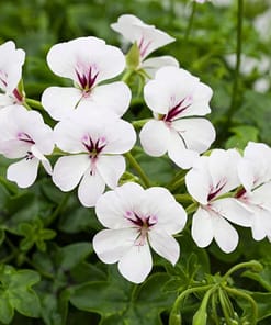 Sakız Sardunya Tohumu - Beyaz Renkli ( 3 Tohum )