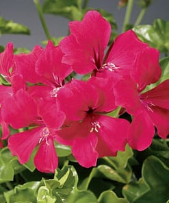 Sakız Sardunya Tohumu - Kırmızı Renkli ( 3 Tohum )