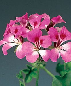 Sakız Sardunya Tohumu - Kırmızı Beyaz Renkli ( 3 Tohum )