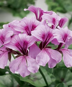 Sakız Sardunya Tohumu - Lila Renkli ( 3 Tohum )