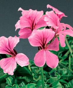 Sakız Sardunya Tohumu - Pembe Renkli ( 3 Tohum )