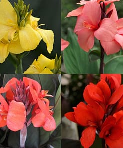 CANNA - TESBİH ÇİÇEĞİ - KARIŞIK ( 5 Tohum )