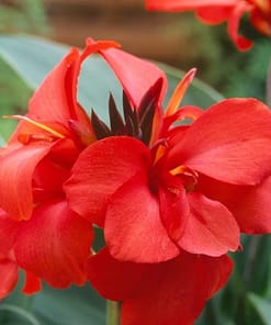 Canna - Tesbih Çiçeği - KIRMIZI ( 1 Tohum )