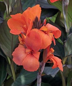 Canna - Tesbih Çiçeği - Bronz Yaprak - TURUNCU ( 1 Tohum )