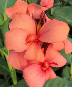 Canna - Tesbih Çiçeği - MANGO ( 1 Tohum )