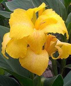 Canna - Tesbih Çiçeği - SARI ( 1 Tohum )