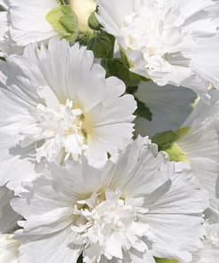 Gülhatmi ( Katmerli Büyük Çiçekli ) - BEYAZ ( 5 Tohum )