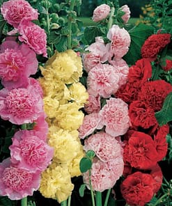 Gülhatmi ( Katmerli Büyük Çiçekli ) - KARIŞIK ( 5 Tohum )