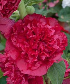 Gülhatmi ( Katmerli Büyük Çiçekli ) - KIRMIZI ( 5 Tohum )