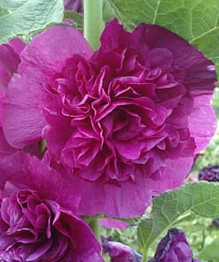 Gülhatmi ( Katmerli Büyük Çiçekli ) - LİLA ( 5 Tohum )