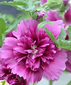 Gülhatmi ( Katmerli Büyük Çiçekli ) - MOR ( 5 Tohum )