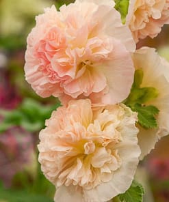 Gülhatmi ( Katmerli Büyük Çiçekli ) - TURUNCU ( 5 Tohum )