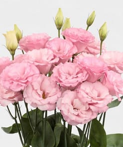 Lisianthus Tohumu ( Lale Gül ) İri Çiçek Serisi - AÇIK PEMBE ( 5 Tohum )