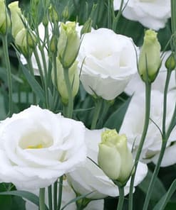 Lisianthus Tohumu ( Lale Gül ) İri Çiçek Serisi - BEYAZ ( 5 Tohum )