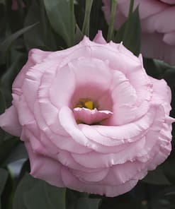 Lisianthus Tohumu ( Lale Gül ) İri Çiçek Serisi - GÜL PEMBE ( 5 Tohum )
