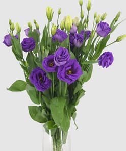 Lisianthus Tohumu ( Lale Gül ) İri Çiçek Serisi - MOR ( 5 Tohum )