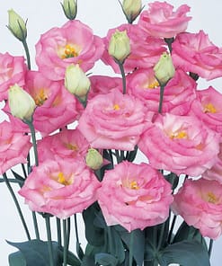 Lisianthus Tohumu ( Lale Gül ) İri Çiçek Serisi - PEMBE ( 5 Tohum )