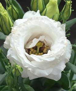 Lisianthus ( Lale Gül ) Julyet Serisi - BEYAZ ( 5 Tohum )