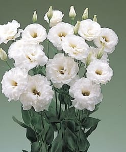 Lisianthus ( Lale Gül ) BÜYÜ Serisi - BEYAZ ( 5 Tohum )