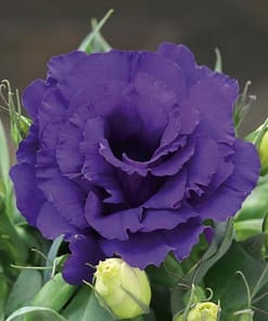 Lisianthus ( Lale Gül ) Julyet Serisi - MAVİ ( 5 Tohum )
