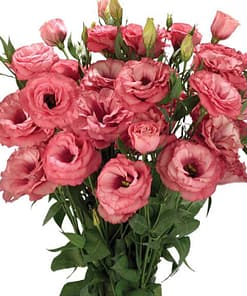 Lisianthus ( Lale Gül ) Advantage Serisi - GÜL RENGİ ( 5 Tohum )