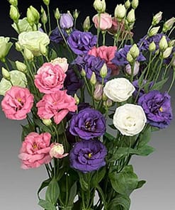 Lisianthus ( Lale Gül ) Advantage Serisi - KARIŞIK ( 5 Tohum )