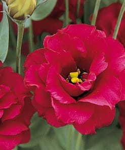 Lisianthus ( Lale Gül ) Gelin Buketi Serisi - KIRMIZI ( 5 Tohum )