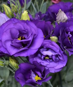 Lisianthus ( Lale Gül ) BÜYÜ Serisi - KOYU MAVİ ( 5 Tohum )