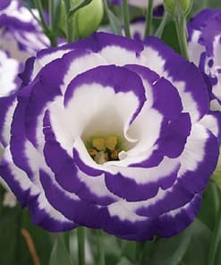 Lisianthus ( Lale Gül ) Gelin Buketi Serisi - MAVİ NOKTA ( 5 Tohum )