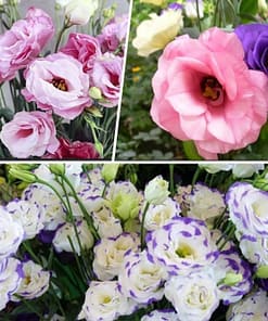 Lisianthus ( Lale Gül ) Gelin Buketi Serisi - KARIŞIK ( 5 Tohum )