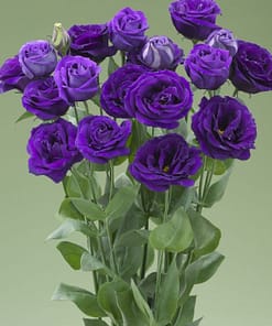 Lisianthus ( Lale Gül ) Gelin Buketi Serisi - MOR ( 5 Tohum )