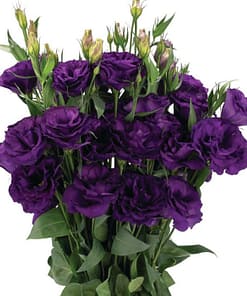 Lisianthus ( Lale Gül ) Advantage Serisi - MOR ( 5 Tohum )