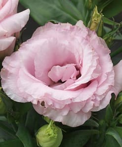 Lisianthus ( Lale Gül ) Julyet Serisi - PEMBE ( 5 Tohum )