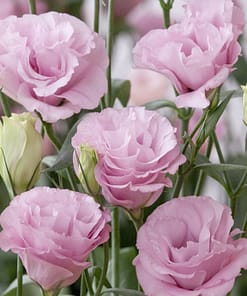 Lisianthus ( Lale Gül ) Advantage Serisi - PEMBE ( 5 Tohum )