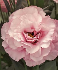 Lisianthus ( Lale Gül ) Gelin Buketi Serisi - PEMBE ( 5 Tohum )