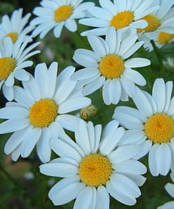 Papatya Kalıcı Alman - BEYAZ ( 15 Tohum )