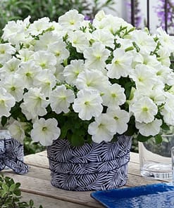 Petunya - Büyük Dev Salkım Sarkıcı - BEYAZ ( 5 Tohum )