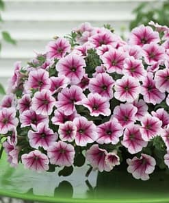 Petunya - Büyük Dev Salkım Sarkıcı - AHUDUDU ( 5 Tohum )