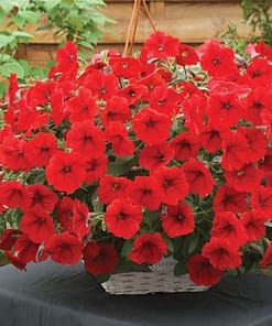 Petunya - Büyük Dev Salkım Sarkıcı - KIRMIZI ( 5 Tohum )