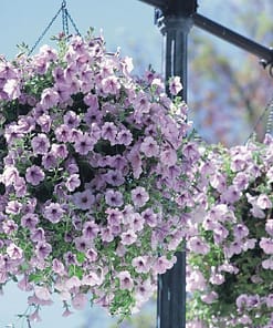 Petunya - Büyük Dev Salkım Sarkıcı - ÇİZGİLİ LİLA ( 5 Tohum )