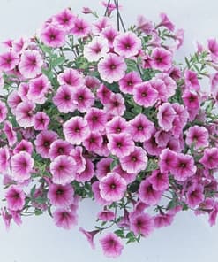 Petunya - Büyük Dev Salkım Sarkıcı - ÇİZGİLİ MOR ( 5 Tohum )