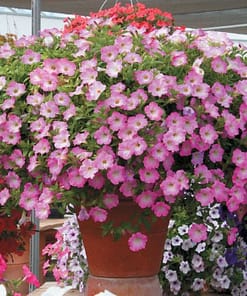 Petunya - Büyük Dev Salkım Sarkıcı - PEMBE NOKTA ( 5 Tohum )