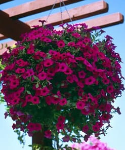 Petunya - Büyük Dev Salkım Sarkıcı - PURBLE ( 5 Tohum )