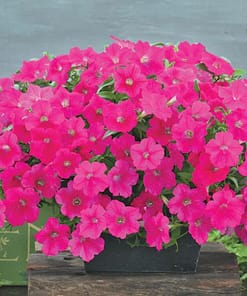 Petunya - Büyük Dev Salkım Sarkıcı - GÜL RENGİ ( 5 Tohum )