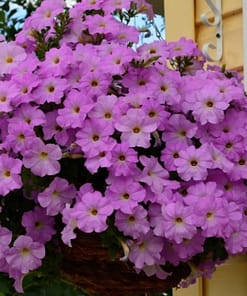 Petunya - Büyük Dev Salkım Sarkıcı - LAVANTA ( 5 Tohum )